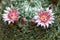 Mammillaria cactus flower with dew