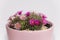 Mammillaria cactus flowers with pink blossom in pink clay pot on white blurred background. Selective focus