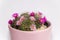 Mammillaria cactus flowers with pink blossom in pink clay pot on white blurred background. Selective focus