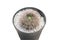 Mammillaria cactus on isolate white background with clipping path.