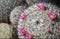 Mammillaria cactus with small flowers