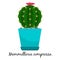 Mammillaria compressa cactus in pot