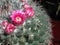 Mammillaria compressa close up