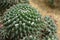 Mammillaria compressa DC., cactus grows in sand