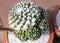 Mammillaria compressa, Mother of hundreds, ornamental globose cactus