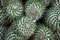 Mammillaria compressa - succulent plant