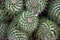 Mammillaria compressa - succulent plant