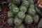 Mammillaria compressa - succulent plant