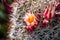 Mammillaria dioica  also called the strawberry cactus, California fishhook cactus, strawberry pincushion or fishhook cactus