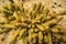 Mammillaria elongata, Beautiful Cactus