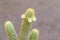 Mammillaria elongate cactus with white flowers.
