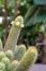 Mammillaria elongate cactus with white flowers.