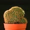 Mammillaria f. cristata. cactus on black plastic pot. Drought tolerant plant.