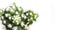 Mammillaria gracilis arizona snow cactus or snowcap