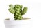 Mammillaria gracilis cactus in pot on white background
