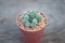Mammillaria gracilis in pot