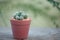 Mammillaria gracilis in pot