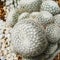 Mammillaria hahniana cactus Old lady