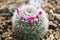 A Mammillaria hahniana in greenhouse in scotland