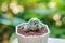 Mammillaria humboldtii in a white pot