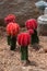 Mammillaria Longimamm DC. CACTACEAE.Color Gymnocalycium mihanovichii Graft cactus. Growing Grafted Ruby Ball Cactus.