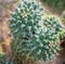 Mammillaria magnimamma or centricirrha, common name Mexican pincushion cactus plant