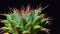 Mammillaria magnimamma - spiny cactus with large papillae in a botanical collection