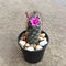 Mammillaria mazatlanensis, Cactus have pink flower, Succulent, Cacti, Cactaceae, Tree, Drought tolerant plant.