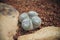 Mammillaria microthele have four twin, Cactus in garden has a brown stone around, Cacti, Succulent, Drought tolerant plant.