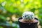 Mammillaria plummosa in a black pot