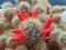 Mammillaria prolifera with red cactus fruit