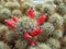 Mammillaria prolifera with red cactus fruit close up