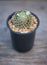 Mammillaria Schiedeana in black flower pot