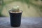 Mammillaria Schiedeana in black flower pot