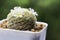 Mammillaria schiedeana cactus flower in pot