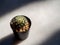 Mammillaria schiedeana (feather cactus) in small black flowerpot with warm sunlight on marble floor.