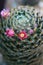 Mammillaria schiedeana flower
