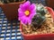 Mammillaria schumannii cactus flower