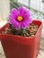 Mammillaria schumannii cactus flower