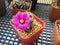 Mammillaria schumannii cactus flower