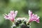 Mammillaria schumannii cactus flower