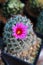 Mammillaria schumannii flower