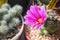 Mammillaria schumannii with pink flower