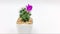 Mammillaria schumannii Purple Colorful Flower Timelapse of Blooming Cactus Opening - fast motion time lapse of a blooming cactus f
