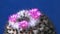 Mammillaria sp., close-up of a cactus blooming with pink flowers in spring