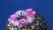 Mammillaria sp., close-up of a cactus blooming with pink flowers in spring