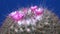 Mammillaria sp., close-up of a cactus blooming with pink flowers in spring