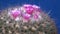 Mammillaria sp., close-up of a cactus blooming with pink flowers in spring