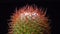 Mammillaria sp., close-up of a cactus blooming with pink flowers in spring