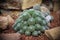 Mammillaria sp. clump, Cactus in garden has a brown stone around, Cacti, Cactaceae, Succulent, Tree, Drought tolerant plant.